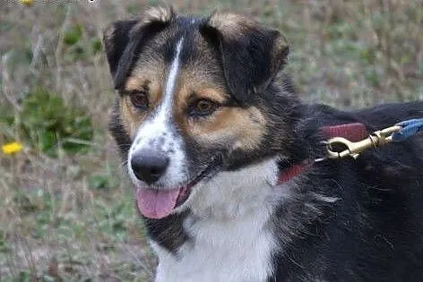 Zenek poleca się do adopcji. Czy pokochasz Zenka?,