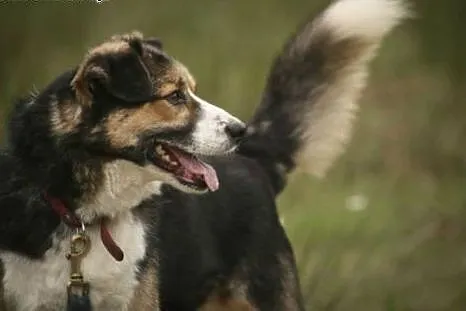 Zenek poleca się do adopcji. Czy pokochasz Zenka?,