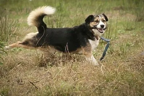 Zenek poleca się do adopcji. Czy pokochasz Zenka?,