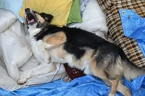 Zenek poleca się do adopcji. Czy pokochasz Zenka?,