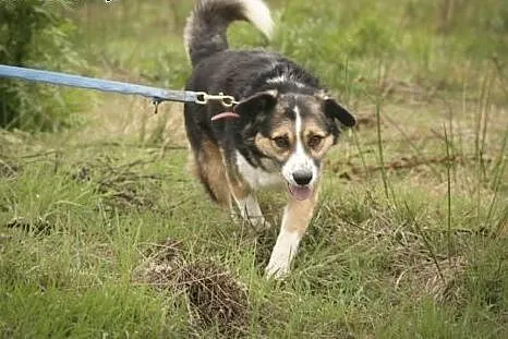 Zenek poleca się do adopcji. Czy pokochasz Zenka?,