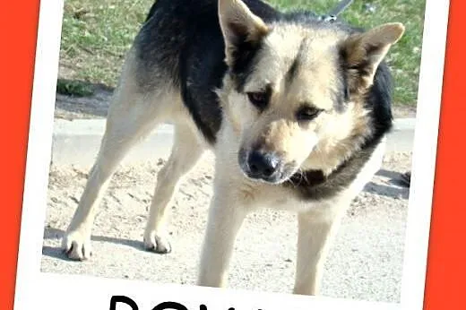 Sympatyczny średni pies POWO,łagodny,spokojny,przyjazny.Adopcja.,  małopolskie Kraków