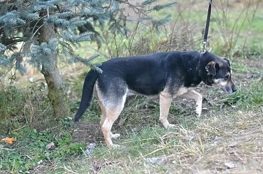 Pokochaj i przygarnij Borysa