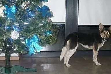 LUSIA piękna mini owczarek szuka aktywnego, kochaj