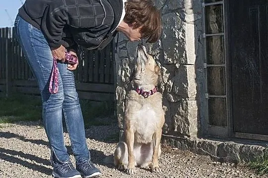 PIPI - milusińska,poczciwa suczka PROSI O DOM przed zimą!, Śląskie, Częstochowa