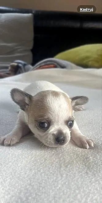 Chihuahua, Śląskie, Zawiercie