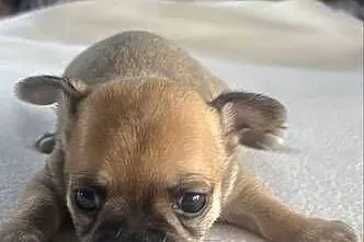 Chihuahua, Śląskie, Zawiercie