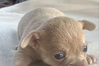 Chihuahua, Śląskie, Zawiercie
