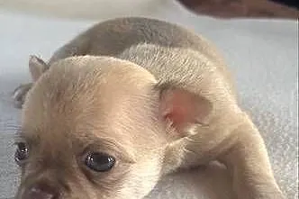 Chihuahua, Śląskie, Zawiercie