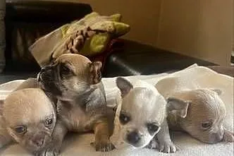 Chihuahua, Śląskie, Zawiercie