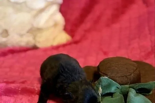 Szpic miniaturowy pomeranian boy, Śląskie, Poniszowice
