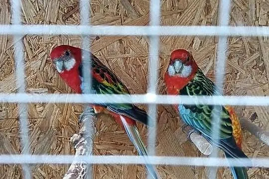 Papugi Rozella para