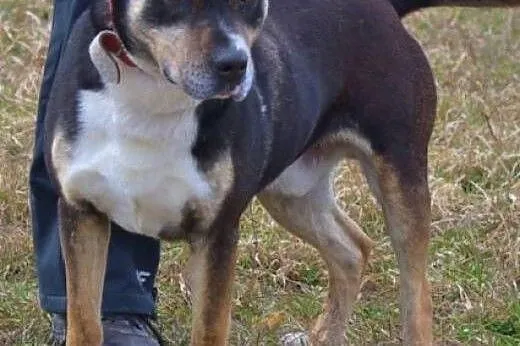 Kto pokocha byczka Rockiego? Psiak lubi rządzić, p