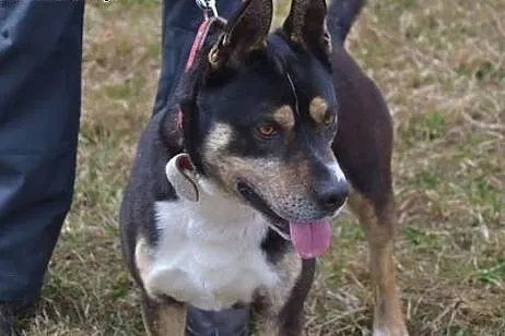 Kto pokocha byczka Rockiego? Psiak lubi rządzić, p