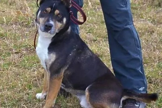 Kto pokocha byczka Rockiego? Psiak lubi rządzić, p