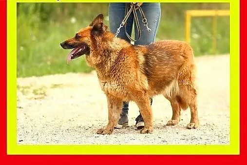 35kg,4lata,łagodna,grzeczna,chodzi na smyczy ,sucz