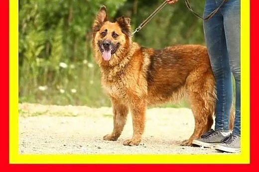 35kg,4lata,łagodna,grzeczna,chodzi na smyczy ,sucz