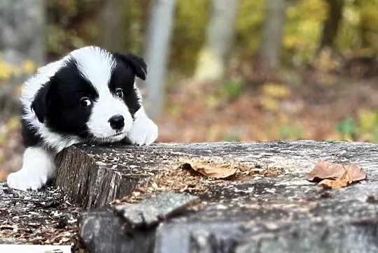 Border collie ZKwP/FCI szczenięta, Małopolskie, Kraków