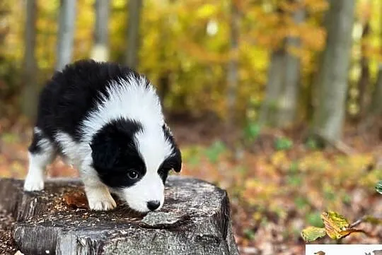 Border collie ZKwP/FCI szczenięta, Małopolskie, Kraków