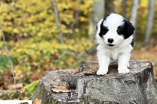 Border collie ZKwP/FCI szczenięta, Małopolskie, Kraków