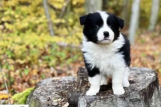 Border collie ZKwP/FCI szczenięta, Małopolskie, Kraków