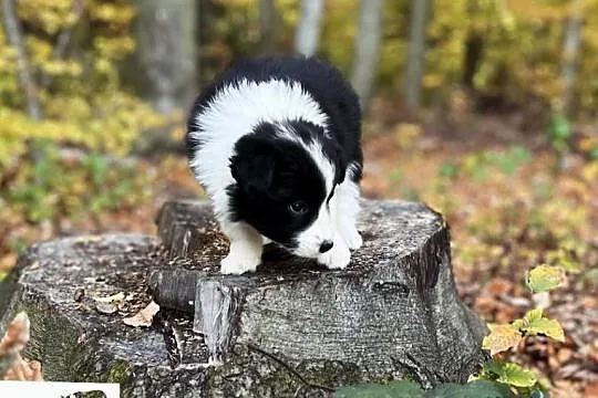 Border collie ZKwP/FCI szczenięta, Małopolskie, Kraków
