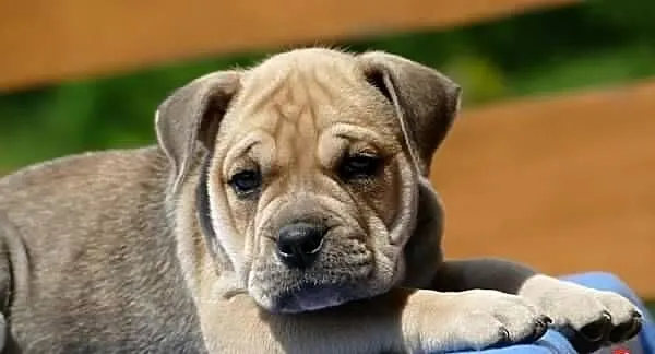 Ca de bou Dog z Majorki, Świętokrzyskie, Słupia