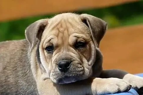 Ca de bou Dog z Majorki, Świętokrzyskie, Słupia