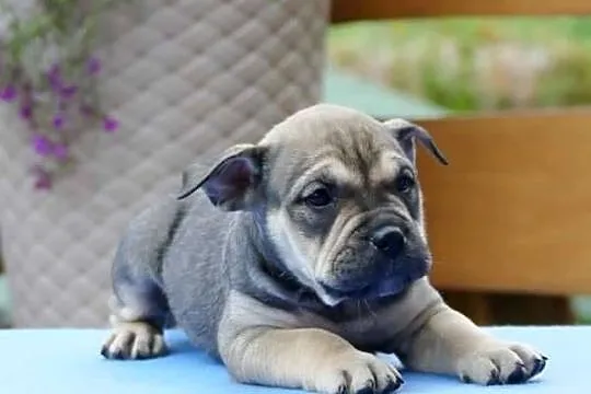 Ca de bou Dog z Majorki, Świętokrzyskie, Słupia