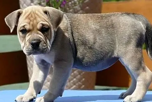 Ca de bou Dog z Majorki, Świętokrzyskie, Słupia