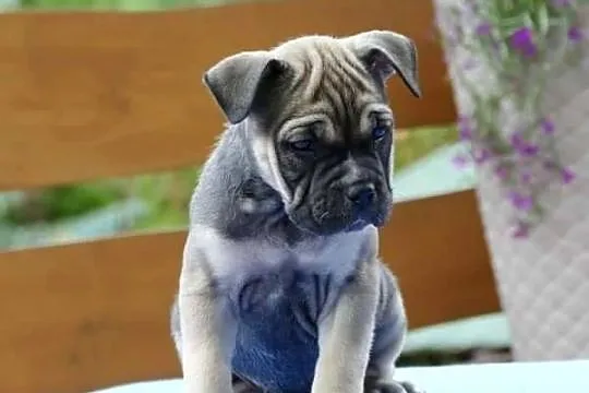 Ca de bou Dog z Majorki, Świętokrzyskie, Słupia