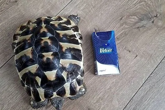 Żółw