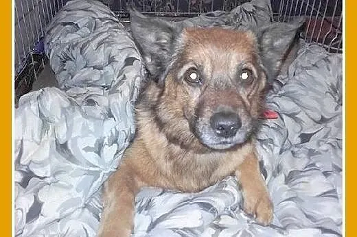 Mały piesek uratowany,przyjazny,łagodny KACPEREK.P