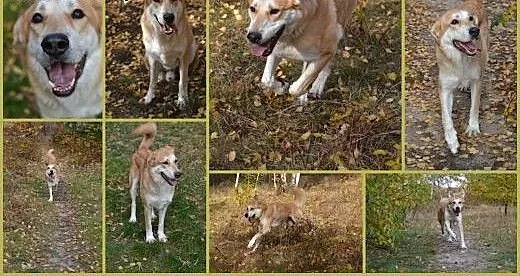 Pokochaj i przygarnij Gordona, śląskie Gliwice