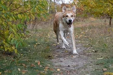 Pokochaj i przygarnij Gordona,  śląskie Gliwice