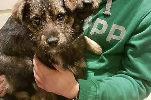 4 miesięczna Ari do adopcji,  mazowieckie Warszawa