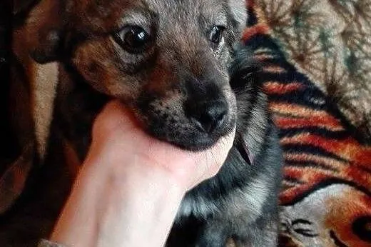 4 miesięczna Ari do adopcji,  mazowieckie Warszawa