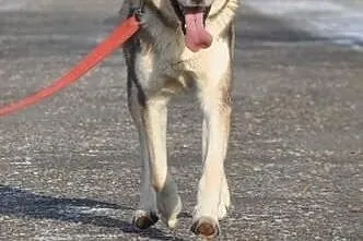 NORRIS- młody, energiczny pies husky do adopcji,  dolnośląskie Wrocław