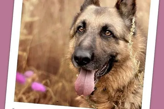 40 kg,8 lat,owczarek niemiecki,przyjazny pies NIEM