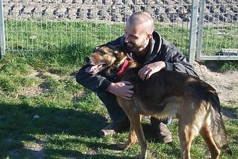 Kochany, ładny owczarek bardzo potrzebuje domu!,  
