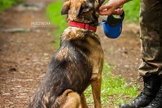 Kochany, ładny owczarek bardzo potrzebuje domu!,  