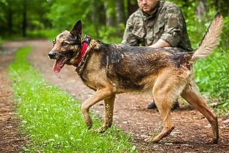 Kochany, ładny owczarek bardzo potrzebuje domu!,  