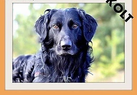 KOLT,czarny retriever,przyjazny wobec opiekunów,we