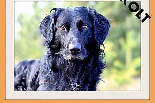 KOLT,czarny retriever,przyjazny wobec opiekunów,we