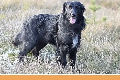 KOLT,czarny retriever,przyjazny wobec opiekunów,we