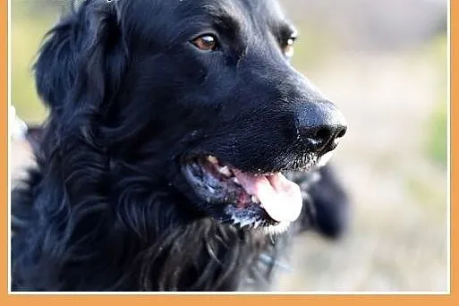 KOLT,czarny retriever,przyjazny wobec opiekunów,we