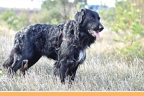 KOLT,czarny retriever,przyjazny wobec opiekunów,we