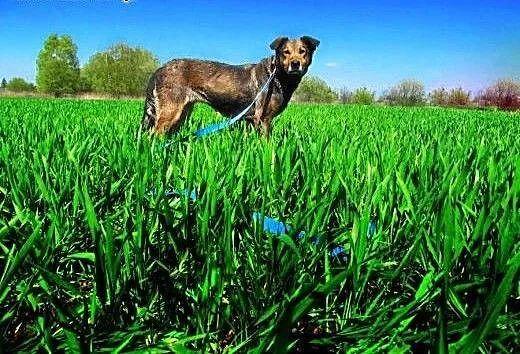 Wesoła Brenda do adopcji z Tarnowskiego Azylu, ma