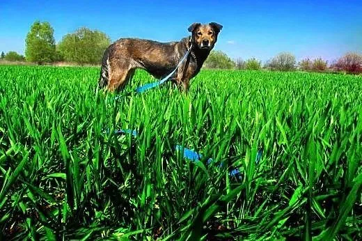 Wesoła Brenda do adopcji z Tarnowskiego Azylu,  ma