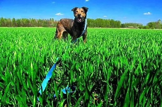 Wesoła Brenda do adopcji z Tarnowskiego Azylu,  ma